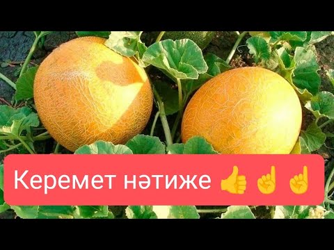 Видео: Қауыннан мол өнім алудың жолдары 👍