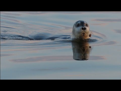 Видео: Белое море на закате дня! (27.05.24г.)