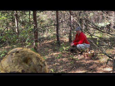 Видео: В осенний лес по грибы! Если бы не Света,так бы в пустую и проездили! Это сказка,эмоции зашкаливают!
