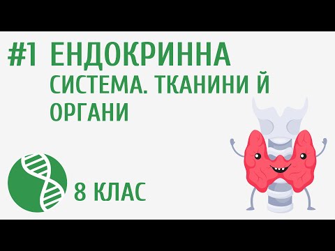 Видео: Ендокринна регуляція. Тканини та органи #1