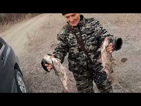 Видео: ЛОВЛЯ ЖЕРЕХА на РЕЧКЕ ИЛИ . РЫБАЛКА с НОЧЁВКОЙ.