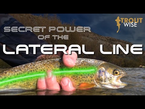 Видео: Секретная сила боковой линии