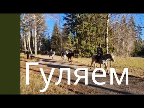 Видео: Лошадиная ферма, мормоны и могильники викингов. Прогулка в День Всех Святых.