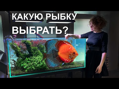 Видео: Каких рыбок можно поселить в аквариум | Обзор аквариумов |