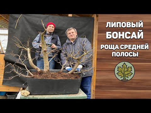 Видео: Липовый бонсай. Роща средней полосы.