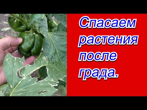Видео: Как спасти повреждённые градом растения.