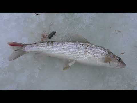 Видео: Рыбалка / За апрельским хариусом на таежную реку / Республика Коми