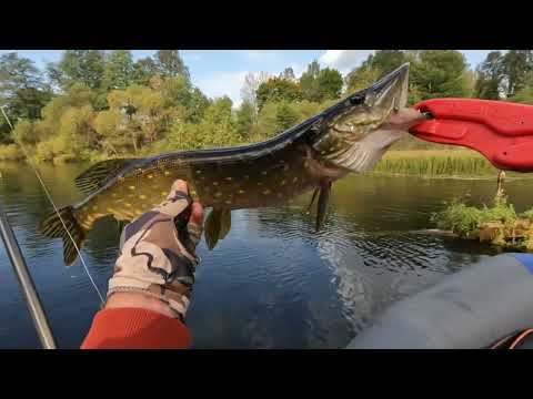 Видео: Ловля ЩУКИ и ОКУНЯ на СПИННИНГ с ЛОДКИ ОСЕНЬЮ! Рыбалка на сломе погоды! Рыбалка на новый СПИННИНГ!