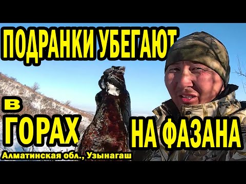 Видео: ОХОТА НА ФАЗАНА. ГОНИМ ПОДРАНКОВ. Январь 2025. ОХОТА С СОБАКОЙ в ГОРАХ АЛМАТЫ #казахи #охота #фазан