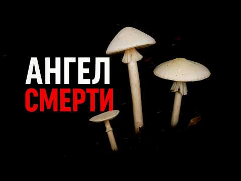Видео: Они выглядят как обычные грибы, но УНИЧТОЖАЮТ органы за секунды!