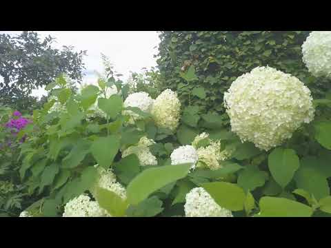 Видео: Усадьба Ореховно