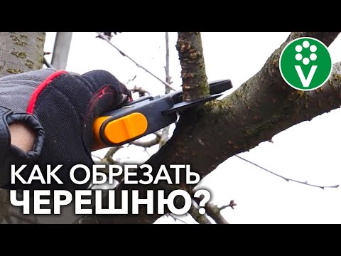 Видео: ОБРЕЗАЕМ ЧЕРЕШНЮ так, чтобы урожай ели вы, а не птицы!