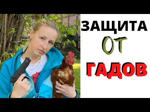 Видео: Как защитить кур от хищников! Куры несушки, курятник - лиса тягает кур, ястреб напал на кур?