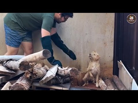 Видео: «Не трогай меня!» Она никому не доверяла, пока объятия не стерли годы боли.