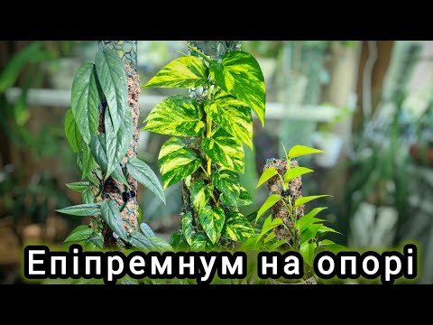 Видео: Як ВИРОСТИТИ гарний ЕПІПРЕМНУМ|Мій ЕКСПЕРИМЕНТ через 2 місяці|Рослини на ОПОРІ: переваги та недоліки