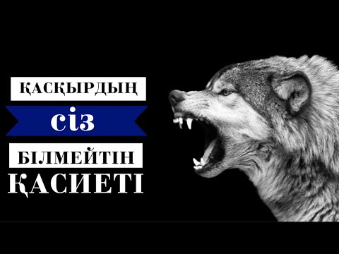 Видео: ҚАСҚЫРДЫҢ СІЗ БІЛМЕГЕН ҚАСИЕТІ😱 (Авторы:Асан Тұрабаев)
