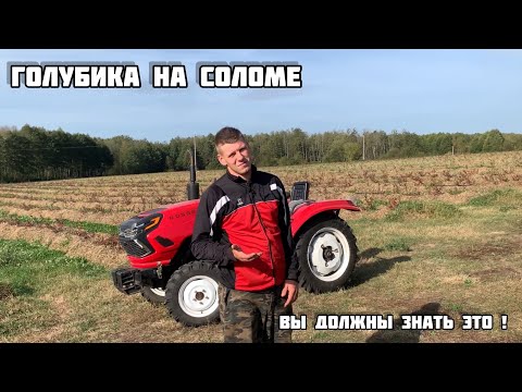 Видео: ЕСЛИ У ВАС ГОЛУБИКА ! ТО ВАМ СЮДА ! ГОЛУБИКА НА СОЛОМЕ !