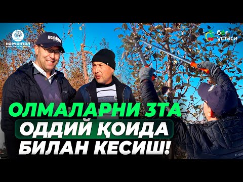 Видео: ҚИШДА ОЛМА КЕСИШДА ЭНГ АСОСИЙ ҚОИДАЛАР! | ШУҲРАТ АБРОРОВ #shuhratabrorov #kesish #olma #shkalberish