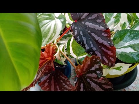 Видео: Супер-средство для блеска листа. Несколько декоративнолиственных.