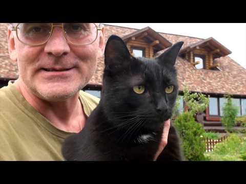 Видео: Какой чай пьет Андрей Шалыгин