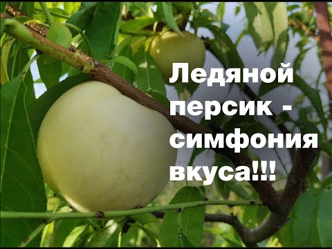 Видео: Обзор белого персика Айс Пич