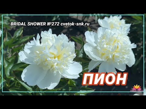 Видео: Ароматный махровый пион Bridal Shower / Сад Ворошиловой