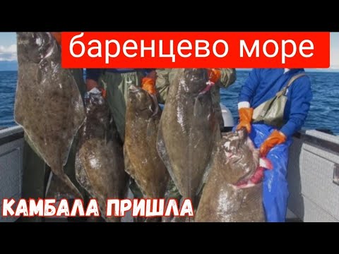 Видео: БАРЕНЦЕВО МОРЕ 🌊.                    КАМБАЛА ПРИШЛА !