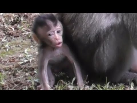 Видео: Крепкая маленькая обезьянка Додо роет землю в поисках червей #tuabangmonkey