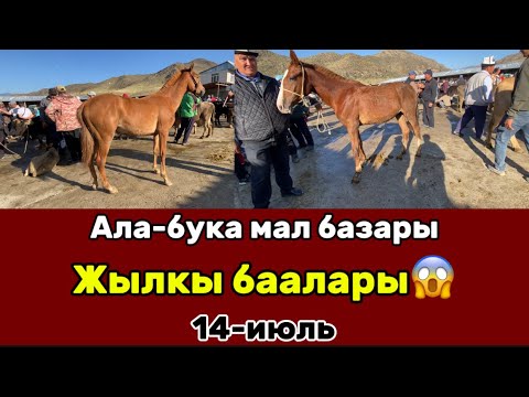 Видео: ЖЫЛКЫ БААЛАРЫ КОТОРУЛГОНБУ?😱 | АЛА-БУКА | 14-июль