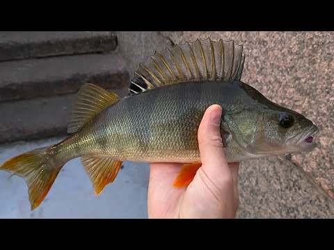 Видео: ВОТ ЭТО КЛЮНУЛО НА МОЙКЕ!