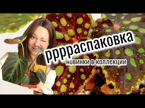 Видео: Распаковка новеньких: филодендрон, бегония, эпифиллум, рипсалисы, софора, клён, бархатный антуриум
