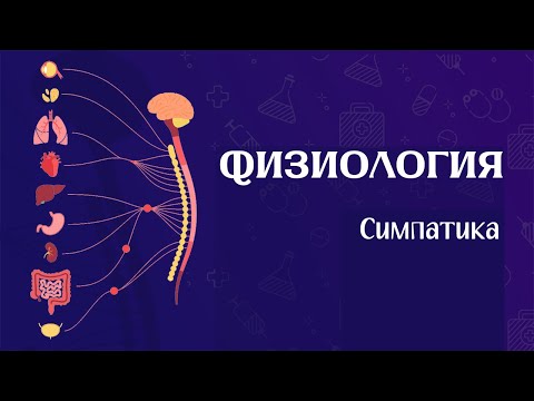 Видео: Физиология вегетативной нервной системы (часть 1) | Симпатика