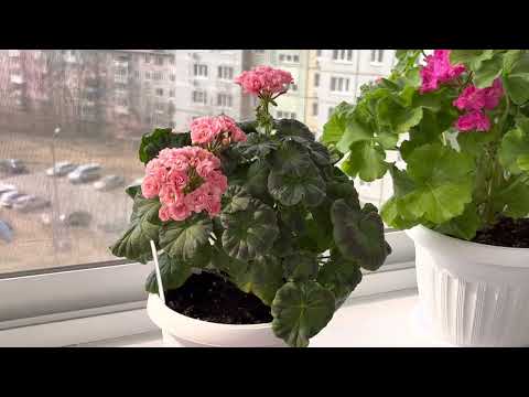Видео: Роскошное цветение пеларгонии Ирида Мамины розы 2.04.23