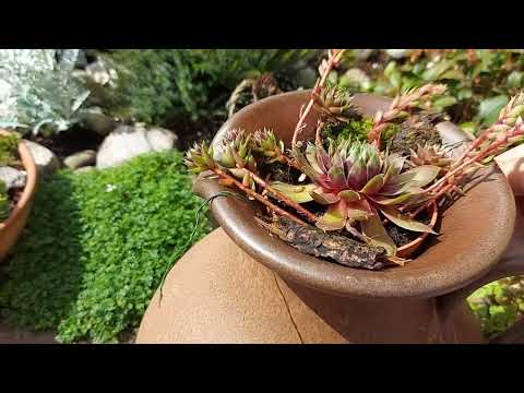 Видео: КАМЕННАЯ РОЗА / МОЛОДИЛО в моём саду ( композиции +садики) # SEMPERVIVUM in meinem Garten 🧚‍♀️🧚‍♂️