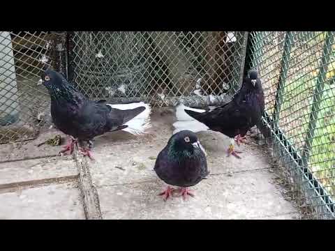 Видео: 26 октября 2025 г.