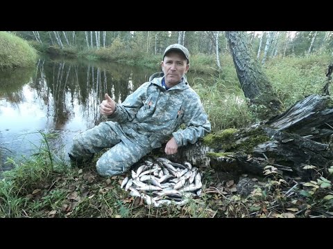 Видео: ДИКИЙ МОХТИК НА ПОПЛАВОК КИДАЕТЬСЯ, ВОДА КИПИТ ОТ РЫБЫ! РЫБАЛКА НА СЕВЕРНОЙ "СЕКРЕТНОЙ"))) РЕЧКЕ!