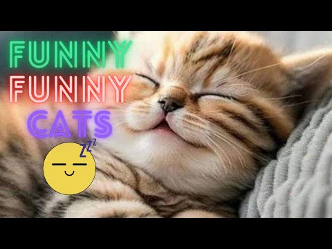 Видео: Вы Не Поверите, Как Эти Коты Смешны! 😂 2 Часа Самых Весёлых Животных 😸 Часть 33