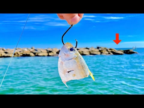 Видео: Рыбалка на ПРИМАНКУ! вдоль этих ПРИЧАЛЬНЫХ СКАЛ с ПОТРЯСАЮЩИМИ РЕЗУЛЬТАТАМИ!