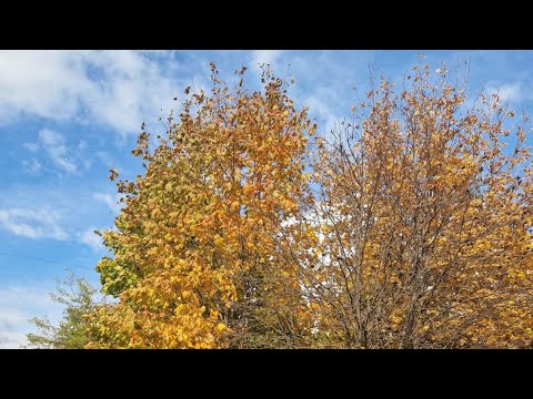 Видео: 14-10-2025 ИТАК, ПОКРАСОЧНЫЙ СЕЗОН ОФИЦИАЛЬНО ЗАКРЫТ:)ОГОРОД ЧАСТИЧНО УБРАН/КРАСАВИЦА ОСЕНЬ 🍂 🍂