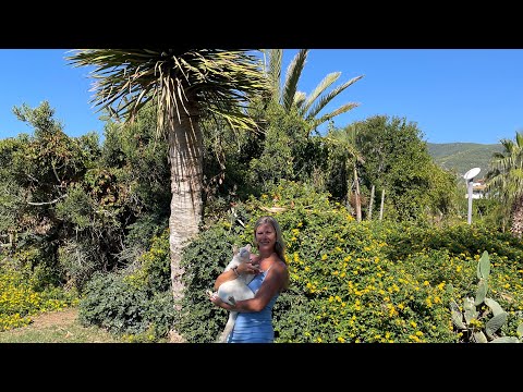 Видео: 10 ❗️Турция 🇹🇷 Отель Ананас 4* пляж Клеопатра 🏝️Турецкие коты 😻 Море 🌊
