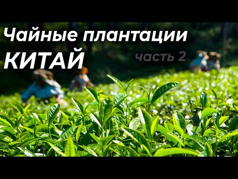 Видео: Чайная плантация в Ханчжоу. Семейная плантанция. Лунцзин. Сбор одного из лучших зелёных чаёв Китая.