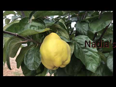 Видео: Обрезка Айвы, Некторина и Абрикосы 2022