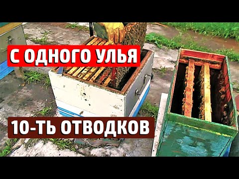 Видео: Наглядный способ Быстрого расширения пасеки. Отводки пчел без подсадки маток.