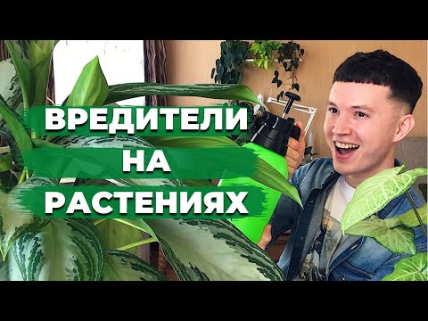 Видео: Как бороться с Вредителями на Комнатных Растениях и Какие Средства использую Я