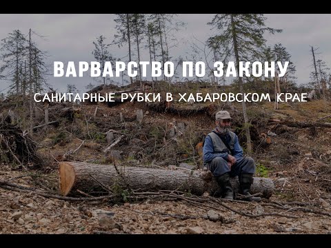 Видео: Варварство по закону | Санитарные рубки в Хабаровском крае