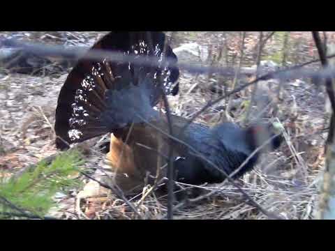 Видео: Страницы лесной жизни 2023