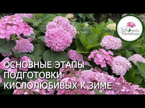 Видео: ТОНКОСТИ ПОДГОТОВКИ КИСЛОЛЮБИВЫХ РАСТЕНИЙ К ЗИМЕ