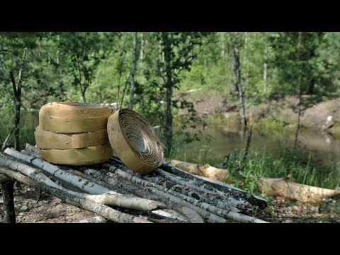 Видео: Заготовка бересты на ленту