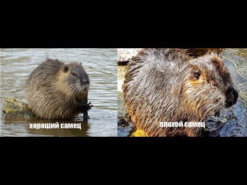 Видео: КАК ВЫБРАТЬ ХОРОШЕГО САМЦА - ПРОИЗВОДИТЕЛЯ.