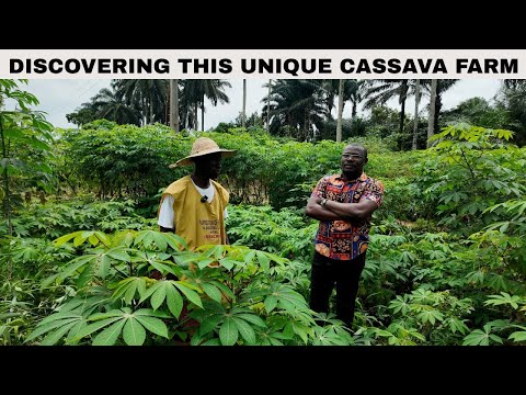 Видео: Как этот нигериец выращивает уникальный сорт маниоки в штате Абия.